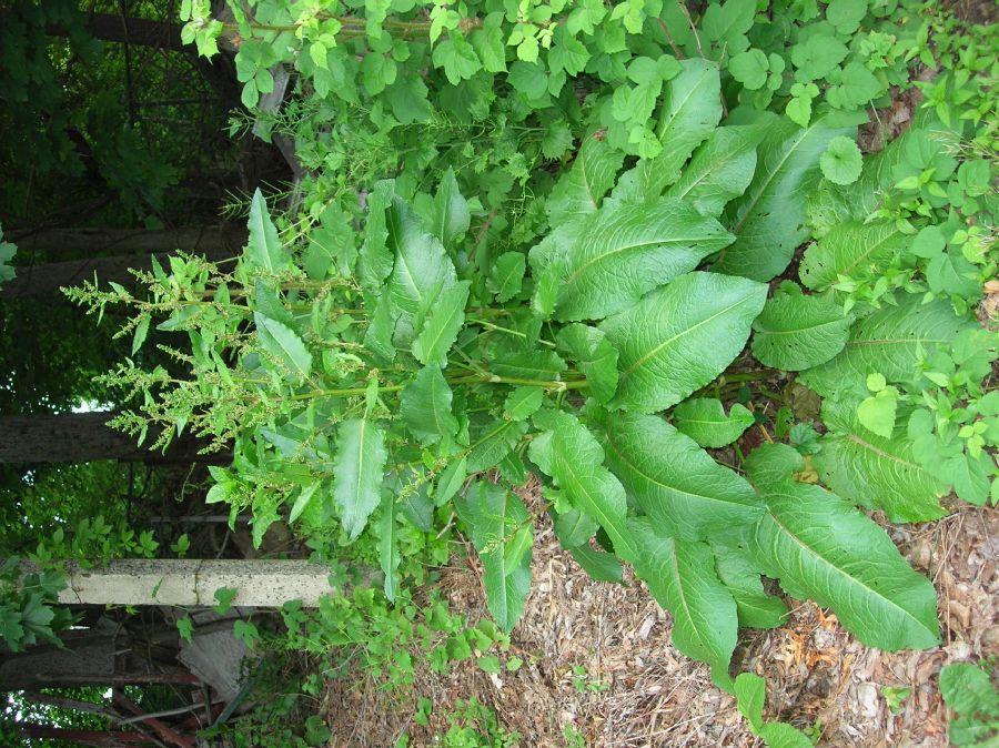 Polygonaceae Rumex 