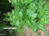 image of Rumex 