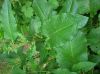 image of Rumex 