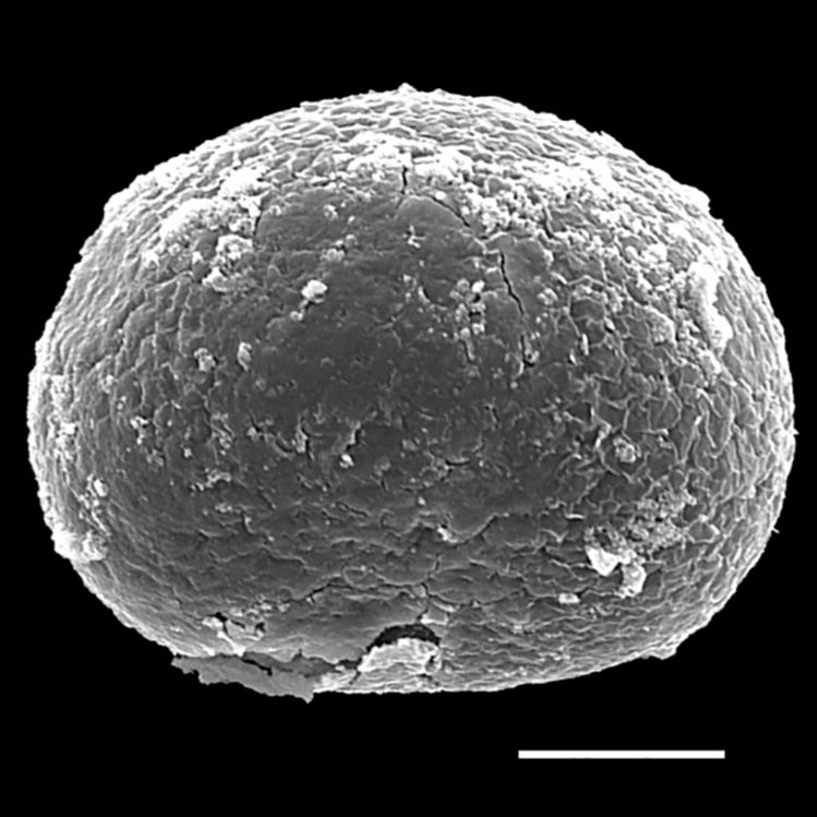 Blechnaceae Doodia caudatum