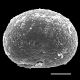 image of Doodia caudatum