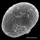 image of Doodia caudata