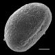 image of Doodia caudata