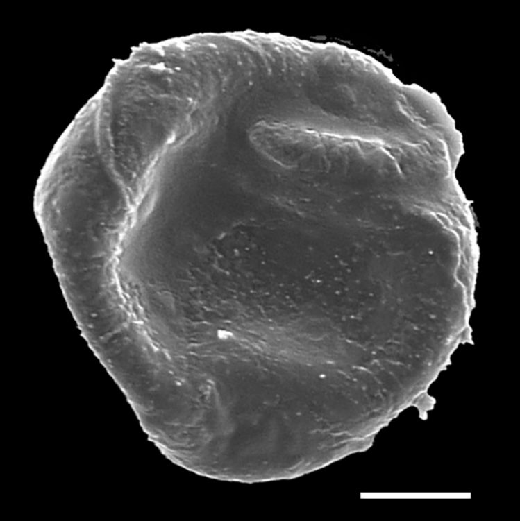 Blechnaceae Icarus filiformis