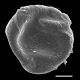 image of Icarus filiformis