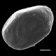 image of Icarus filiformis