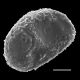 image of Neoblechnum brasiliense