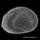 image of Doodia aspera