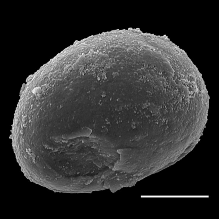 Blechnaceae Doodia aspera