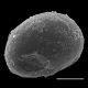 image of Doodia aspera