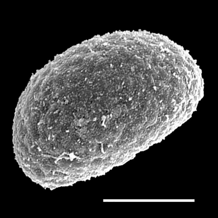 Blechnaceae Doodia aspera