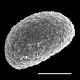 image of Doodia aspera