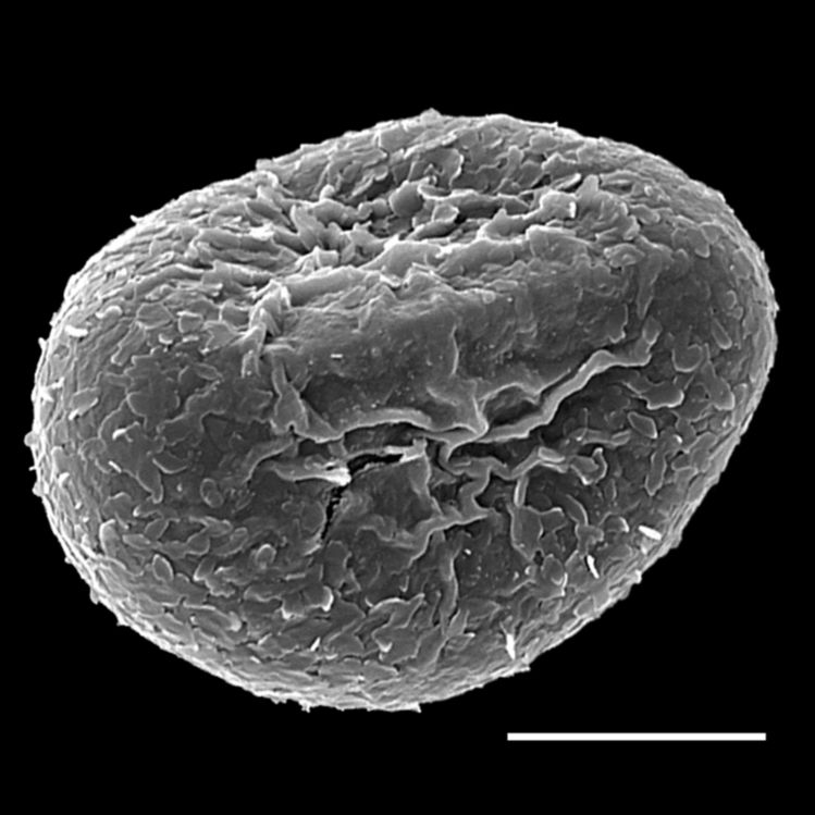 Blechnaceae Doodia aspera