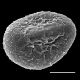 image of Doodia aspera