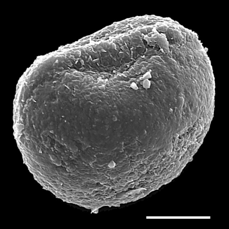 Blechnaceae Doodia kunthiana
