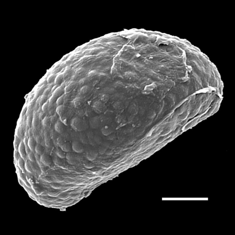 Blechnaceae Lomariocycas aurata