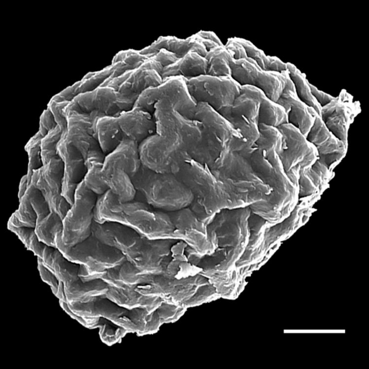 Blechnaceae Lomariocycas colombiensis