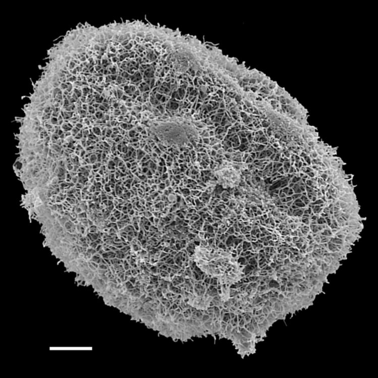 Blechnaceae Parablechnum loxense