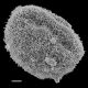 image of Parablechnum loxense
