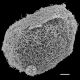 image of Parablechnum loxense