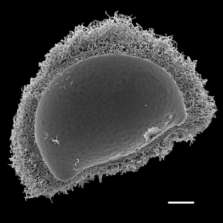 Blechnaceae Parablechnum loxense
