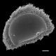 image of Parablechnum loxense