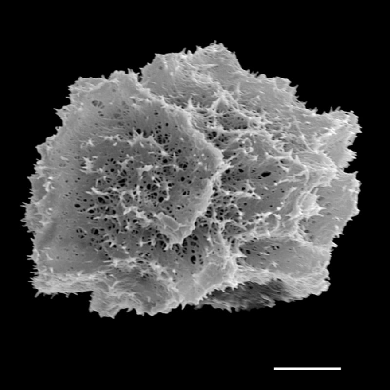 Dryopteridaceae Arachniodes michelangelii