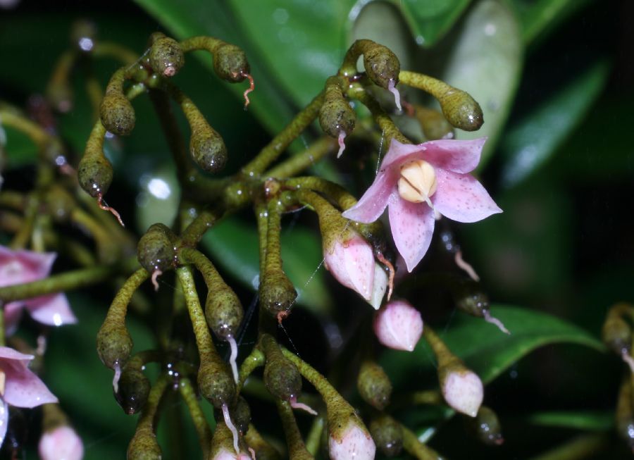 Primulaceae Ardisia 