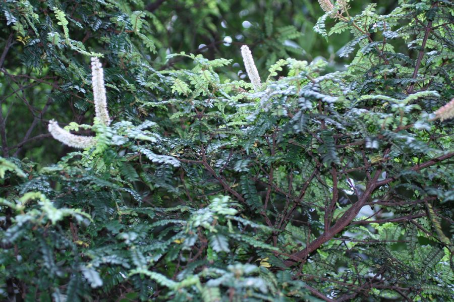 Cunoniaceae Weinmannia fagaroides