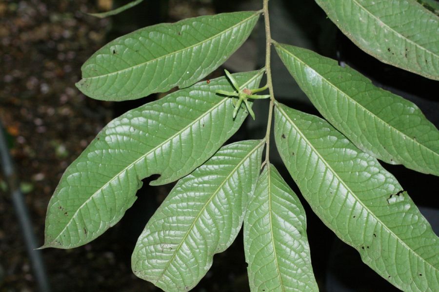 Annonaceae Cymbopetalum torulosum