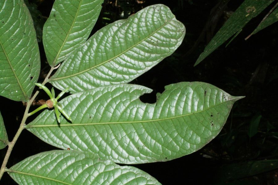 Annonaceae Cymbopetalum torulosum