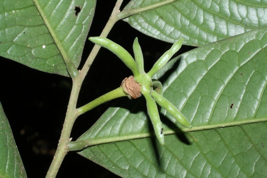 Annonaceae Cymbopetalum torulosum