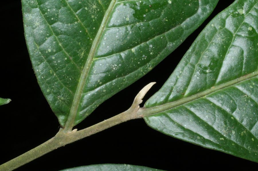 Annonaceae Cymbopetalum torulosum