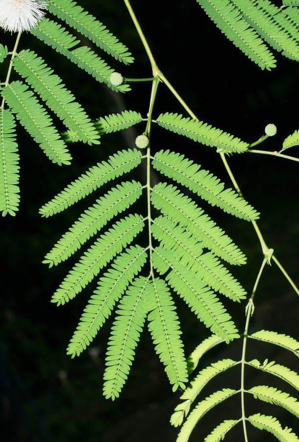 Fabaceae Lysiloma divaricata