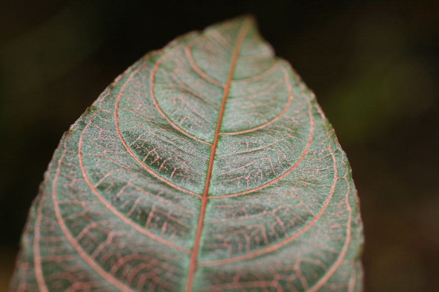 Rubiaceae Psychotria surensis
