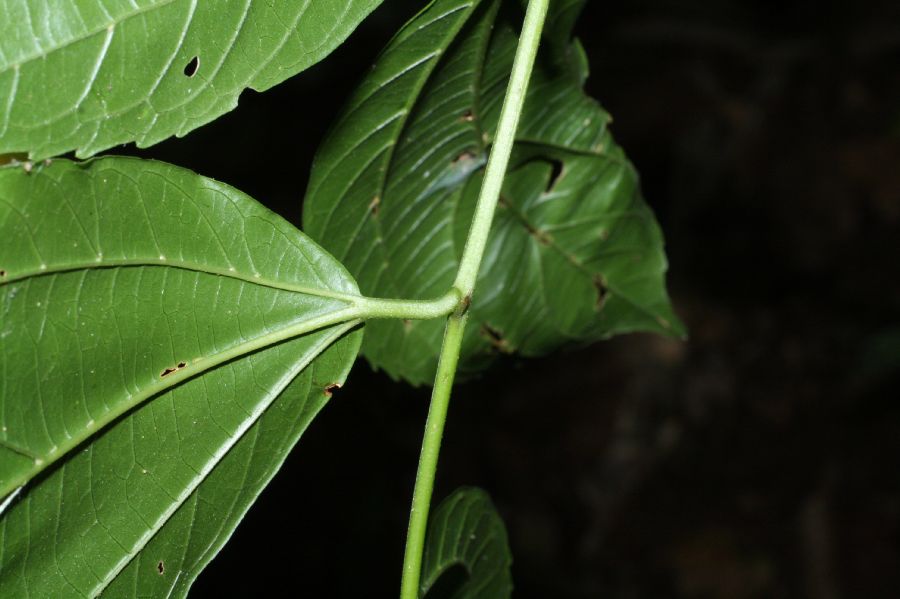 Hernandiaceae Sparattanthelium amazonicum