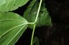 image of Sparattanthelium amazonicum