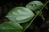image of Sparattanthelium amazonicum