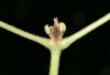 image of Stizophyllum inaequilaterum
