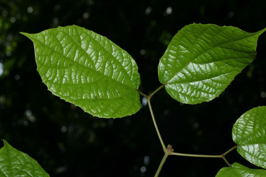 Bignoniaceae Stizophyllum inaequilaterum