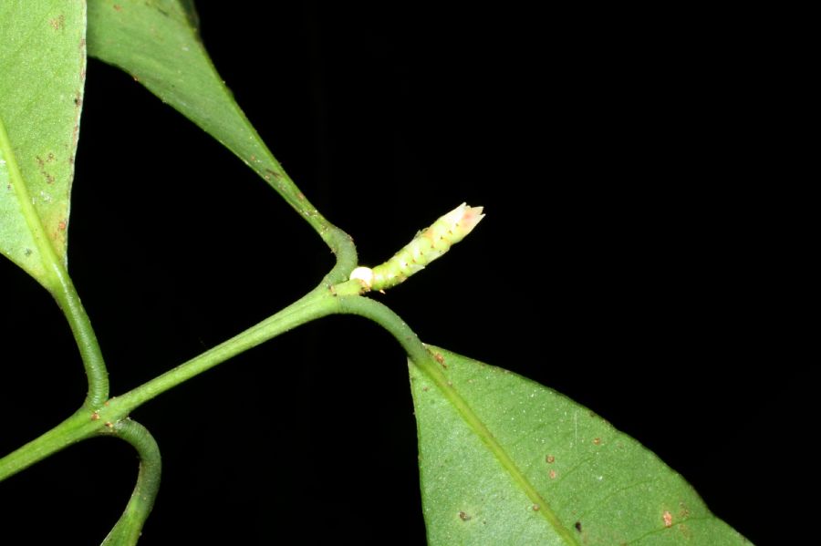 Clusiaceae Symphonia globulifera