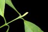 image of Symphonia globulifera