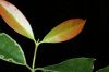 image of Symphonia globulifera