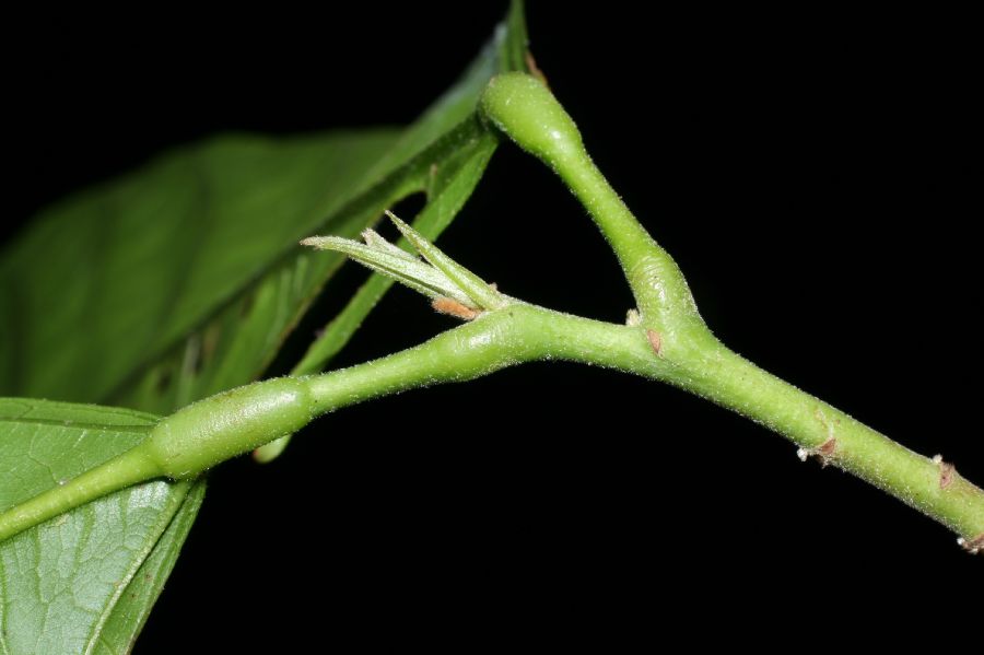 Byttneriaceae Theobroma cacao