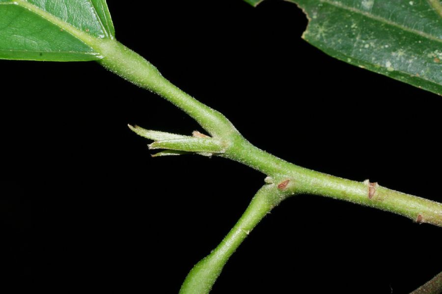 Byttneriaceae Theobroma cacao