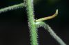 image of Acalypha costaricensis