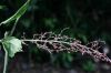 image of Acalypha costaricensis