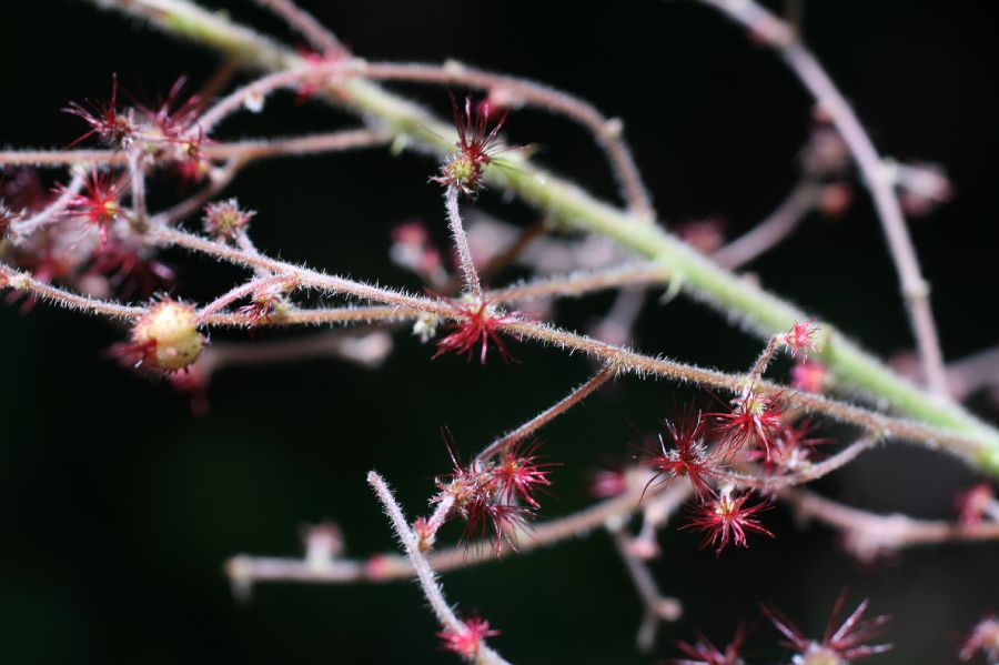Euphorbiaceae Acalypha costaricensis