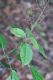 image of Acalypha costaricensis