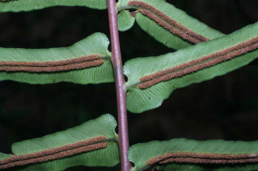 Blechnaceae Blechnum occidentale
